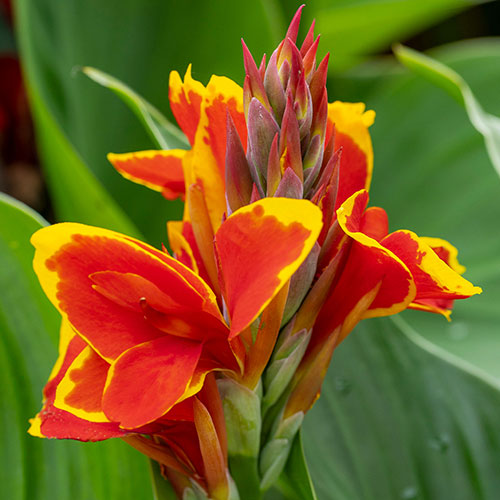 Canna Lily Cannova Collection Canna Lily Cannova Collection