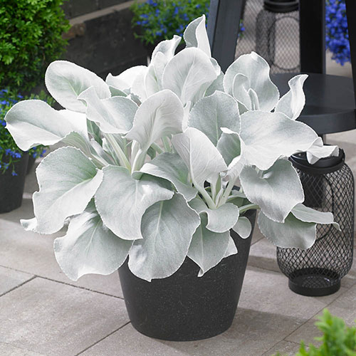 Senecio Angel Wings