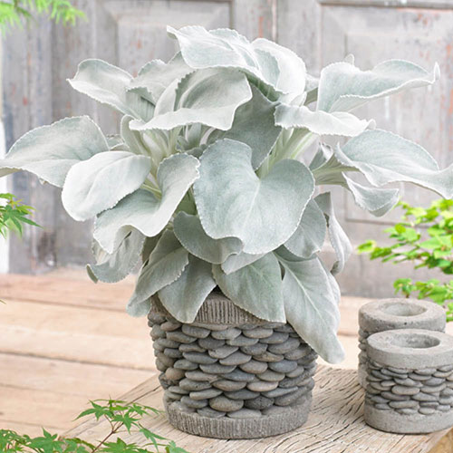 Senecio Angel Wings Senecio Angel Wings