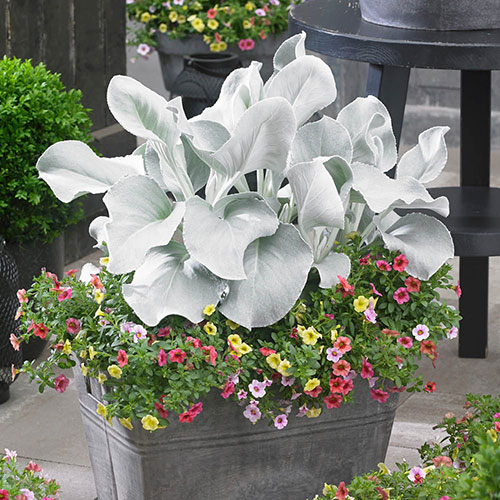 Senecio Angel Wings Senecio Angel Wings