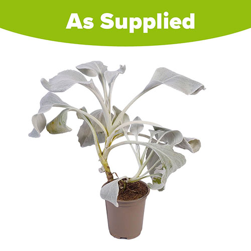 Senecio Angel Wings Senecio Angel Wings