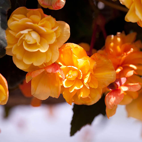 Premium Pre-Planted Begonia Apricot Fiery Shades Rattan Hanging Baskets Premium Pre-Planted Begonia Apricot Fiery Shades Rattan Hanging Baskets