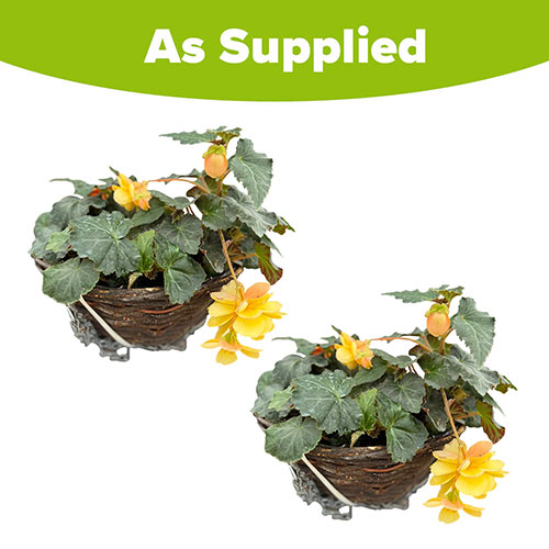 Premium Pre-Planted Begonia Apricot Fiery Shades Rattan Hanging Baskets Premium Pre-Planted Begonia Apricot Fiery Shades Rattan Hanging Baskets