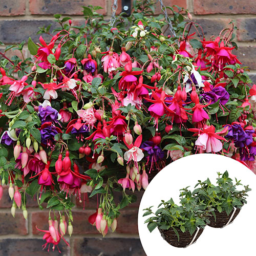 Premium Pre-Planted Fuchsia Trailing Rattan Hanging Baskets