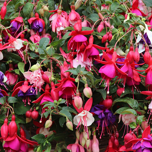 Premium Pre-Planted Fuchsia Trailing Rattan Hanging Baskets Premium Pre-Planted Fuchsia Trailing Rattan Hanging Baskets