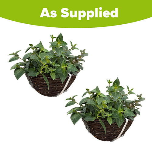 Premium Pre-Planted Fuchsia Trailing Rattan Hanging Baskets Premium Pre-Planted Fuchsia Trailing Rattan Hanging Baskets