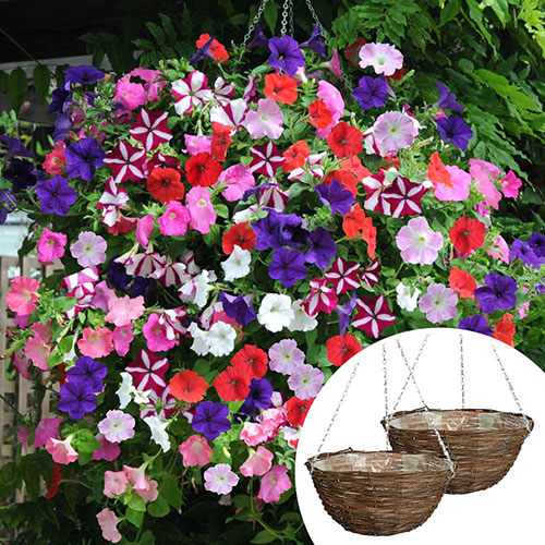 Premium Pre-Planted Petunia Wave Rattan Hanging Baskets