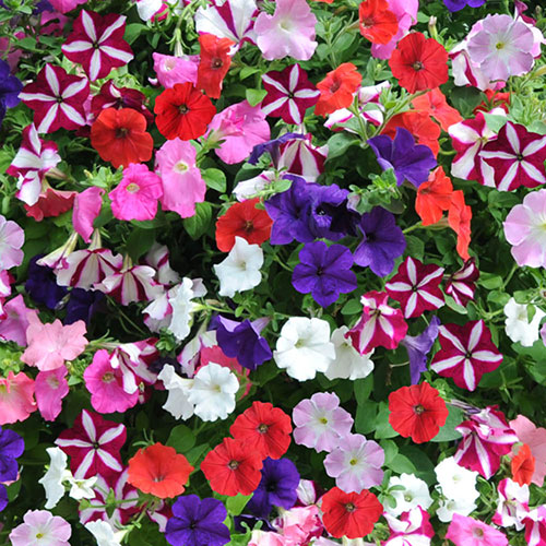 Premium Pre-Planted Petunia Wave Rattan Hanging Baskets Premium Pre-Planted Petunia Wave Rattan Hanging Baskets