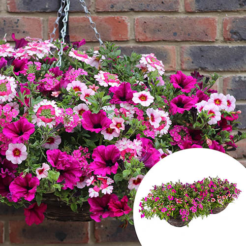 Premium Pre-Planted Eton Mess Rattan Hanging Baskets