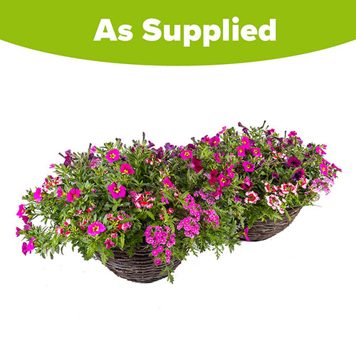 Premium Pre-Planted Eton Mess Rattan Hanging Baskets Premium Pre-Planted Eton Mess Rattan Hanging Baskets