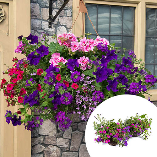 Premium Pre-Planted Summer Sensation Rattan Hanging Baskets