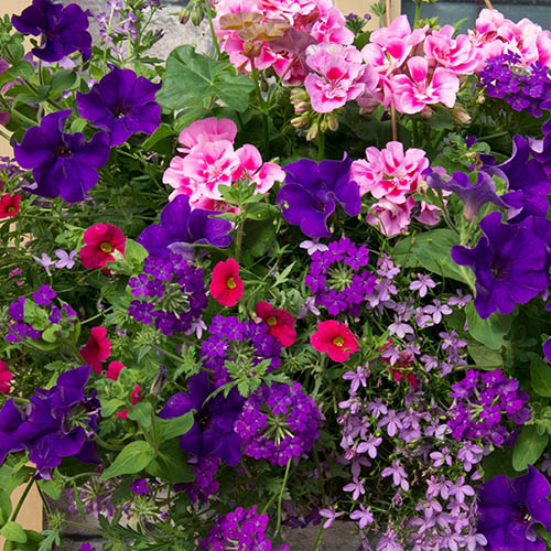 Premium Pre-Planted Summer Sensation Rattan Hanging Baskets Premium Pre-Planted Summer Sensation Rattan Hanging Baskets