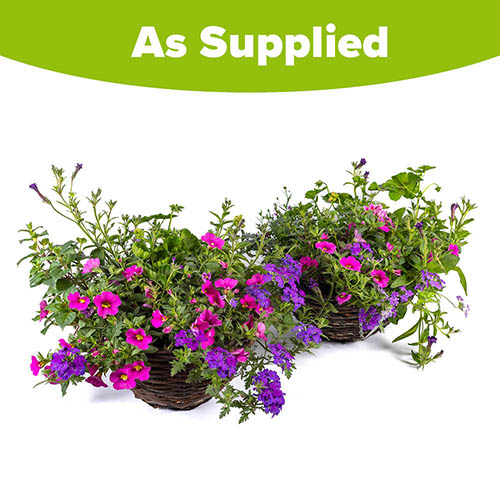 Premium Pre-Planted Summer Sensation Rattan Hanging Baskets Premium Pre-Planted Summer Sensation Rattan Hanging Baskets