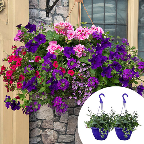 Pre-Planted Summer Sensation Hanging Baskets