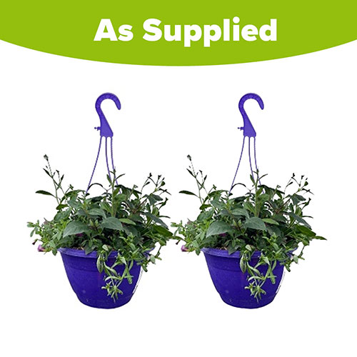 Pre-Planted Summer Sensation Hanging Baskets Pre-Planted Summer Sensation Hanging Baskets