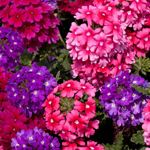 Pre-Planted Trixi Wild Berries Patio Pots Pre-Planted Trixi Wild Berries Patio Pots