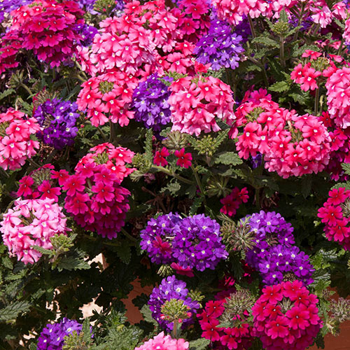 Pre-Planted Trixi Wild Berries Patio Pots Pre-Planted Trixi Wild Berries Patio Pots