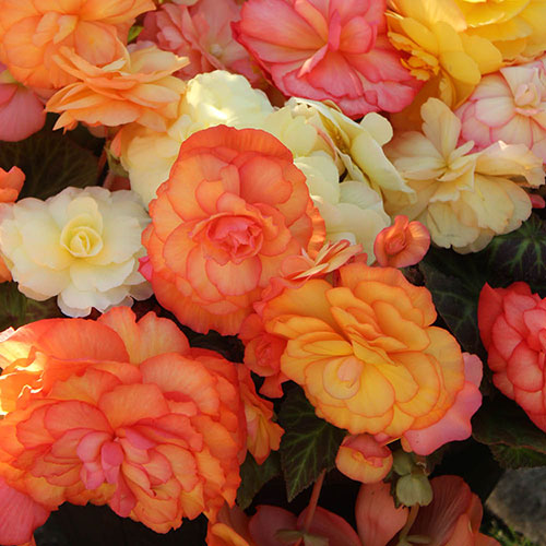 Pre-Planted Begonia Sunshine Shades Patio Pots Pre-Planted Begonia Sunshine Shades Patio Pots