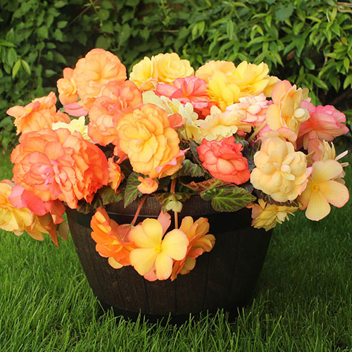 Pre-Planted Begonia Sunshine Shades Patio Pots Pre-Planted Begonia Sunshine Shades Patio Pots