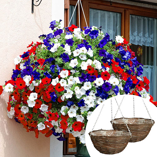 Pre-Planted Petunia Patriotic Mix Rattan Hanging Baskets