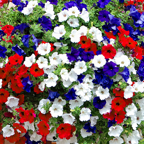 Pre-Planted Petunia Patriotic Mix Rattan Hanging Baskets Pre-Planted Petunia Patriotic Mix Rattan Hanging Baskets