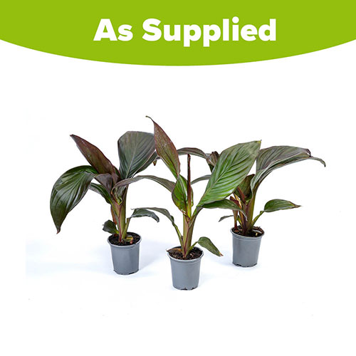 Canna Lily Cannova Bronze Scarlet Canna Lily Cannova Bronze Scarlet