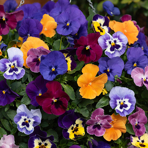Pre-Planted Pansy Top Wave Hanging Baskets Pre-Planted Pansy Top Wave Hanging Baskets