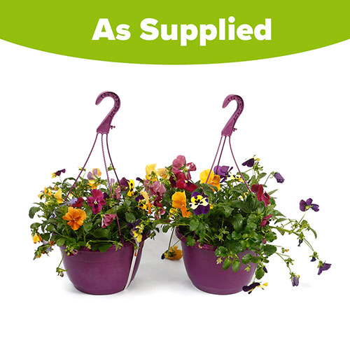 Pre-Planted Pansy Top Wave Hanging Baskets Pre-Planted Pansy Top Wave Hanging Baskets