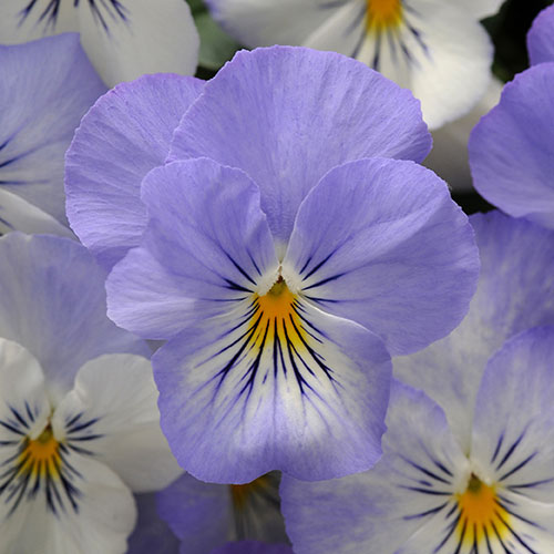 Pre-Planted Pansy Cool Wave Frost Hanging Baskets Pre-Planted Pansy Cool Wave Frost Hanging Baskets