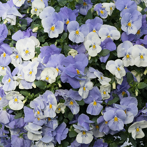 Pre-Planted Pansy Cool Wave Frost Hanging Baskets Pre-Planted Pansy Cool Wave Frost Hanging Baskets
