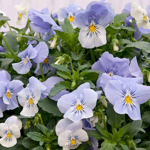 Pre-Planted Pansy Cool Wave Frost Hanging Baskets Pre-Planted Pansy Cool Wave Frost Hanging Baskets