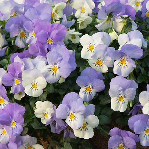 Pre-Planted Pansy Cool Wave Frost Hanging Baskets Pre-Planted Pansy Cool Wave Frost Hanging Baskets