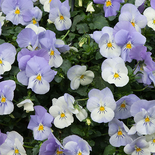 Pre-Planted Pansy Cool Wave Frost Hanging Baskets Pre-Planted Pansy Cool Wave Frost Hanging Baskets