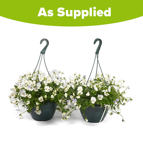 Pre-Planted Pansy Cool Wave Frost Hanging Baskets Pre-Planted Pansy Cool Wave Frost Hanging Baskets