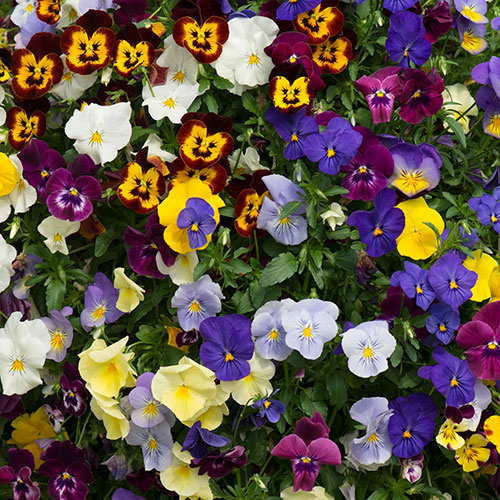 Pair of Pre-Planted Pansy Fragrant Waterfall Hanging Baskets Pair of Pre-Planted Pansy Fragrant Waterfall Hanging Baskets