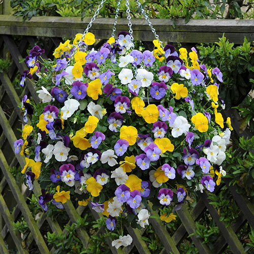 Pair of Pre-Planted Pansy Fragrant Waterfall Hanging Baskets Pair of Pre-Planted Pansy Fragrant Waterfall Hanging Baskets