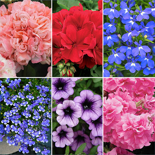 Summer Flowering Bedding Collection Summer Flowering Bedding Collection