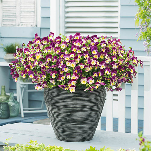 Pansy Cool Wave Raspberry Swirl Pansy Cool Wave Raspberry Swirl