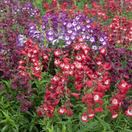 Hardy Penstemon Collection Hardy Penstemon Collection