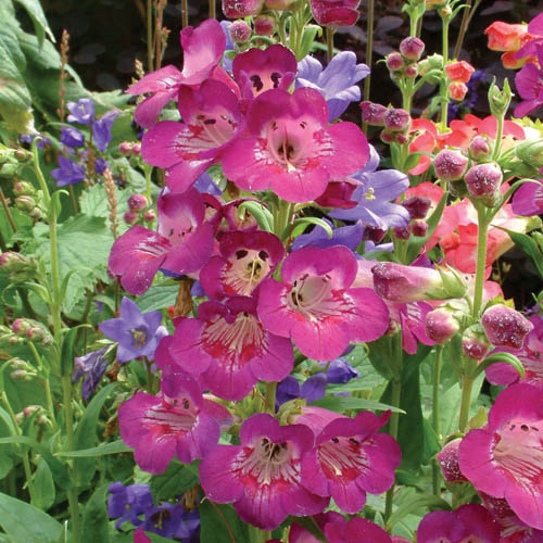Hardy Penstemon Collection Hardy Penstemon Collection