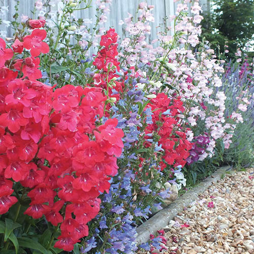 Hardy Penstemon Collection Hardy Penstemon Collection