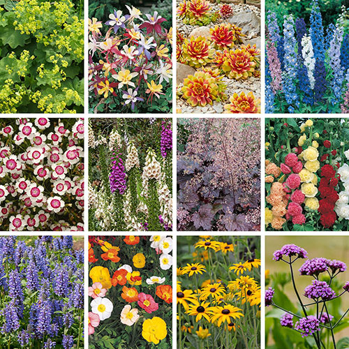 Complete Hardy Garden Perennial Collection