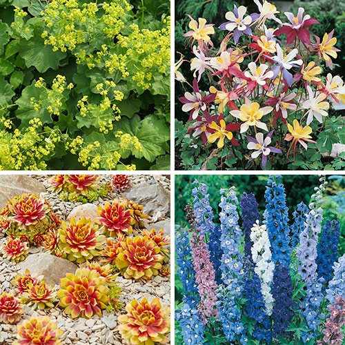 Complete Hardy Garden Perennial Collection Complete Hardy Garden Perennial Collection
