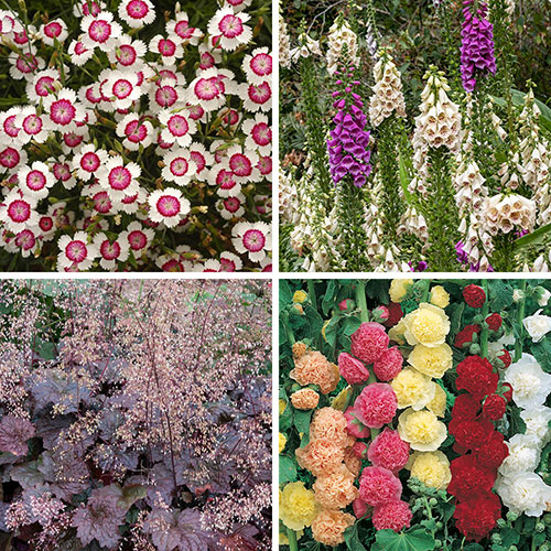 Complete Hardy Garden Perennial Collection Complete Hardy Garden Perennial Collection
