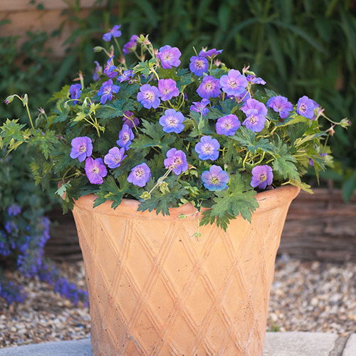 Geranium Rozanne Geranium Rozanne