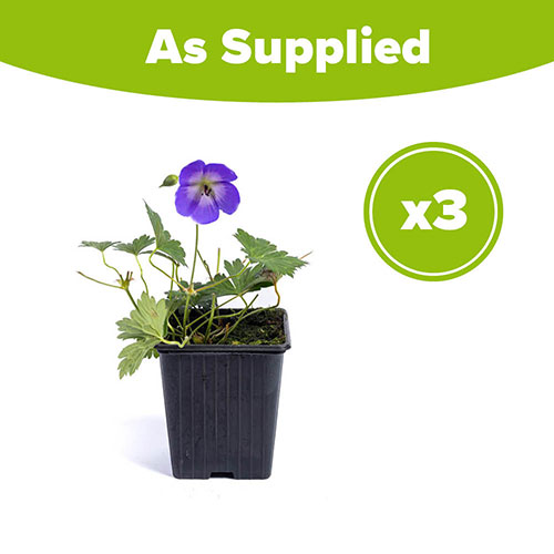 Geranium Rozanne Geranium Rozanne