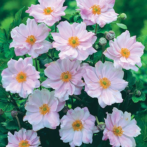 Japanese Anemone Queen Charlotte Japanese Anemone Queen Charlotte