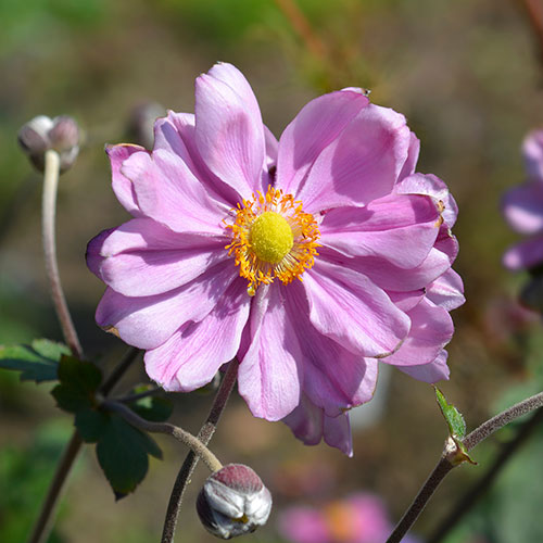 Japanese Anemone Queen Charlotte Japanese Anemone Queen Charlotte