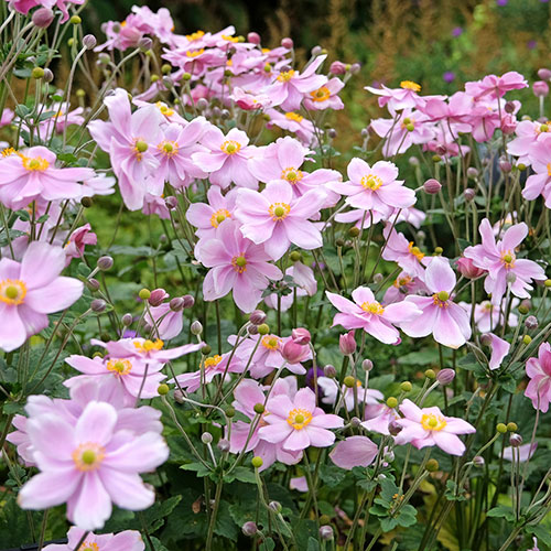 Japanese Anemone Queen Charlotte Japanese Anemone Queen Charlotte