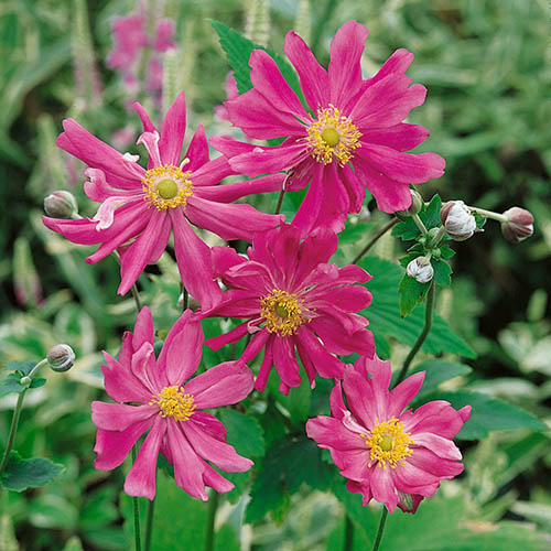 Hardy Japanese Anemone Collection Hardy Japanese Anemone Collection